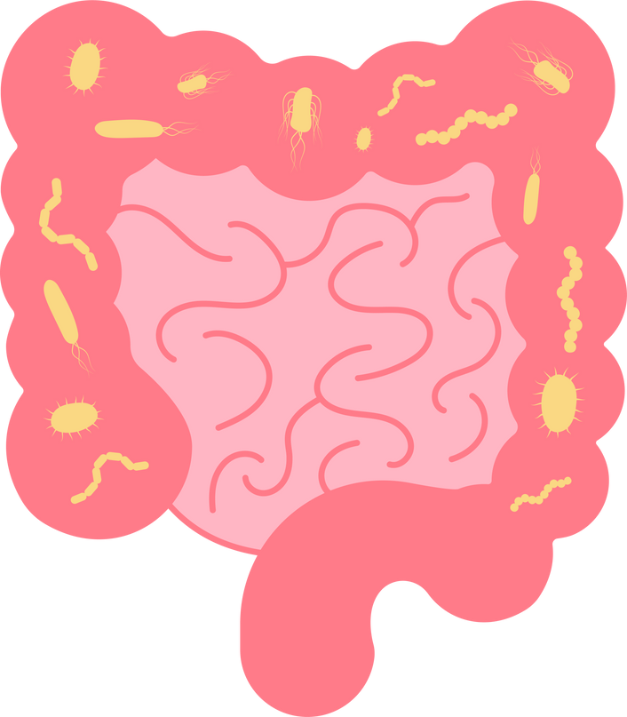 Large small intestine aerobic Stomach Streptococcus Staphylococcus gastritis peptic ulcer disease Lactobacillus Helicobacter pylori Peptostreptococcus